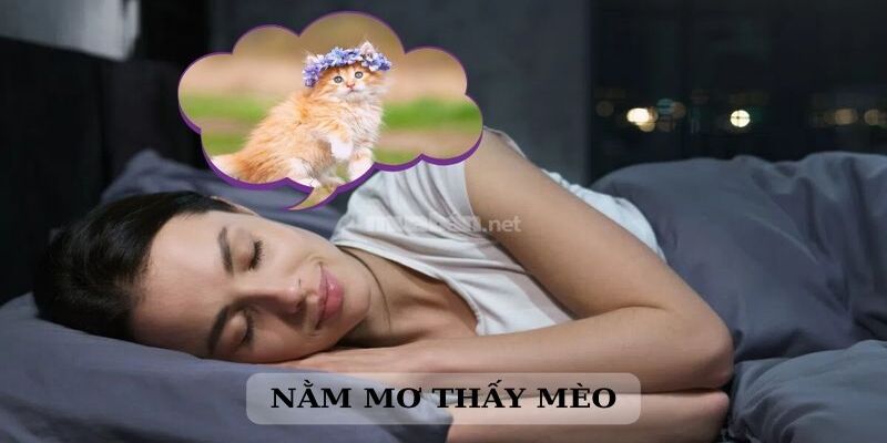 Ngủ Mơ Thấy Mèo Đánh Số Mấy? Giải Mã Giấc Mơ Về Con Mèo