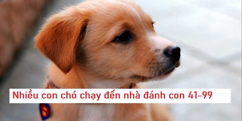 Các con số phổ biến khi bạn mơ thấy chó