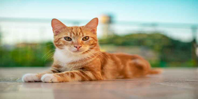 Giải mã “tất tần tật” các giấc mơ liên quan đến mèo