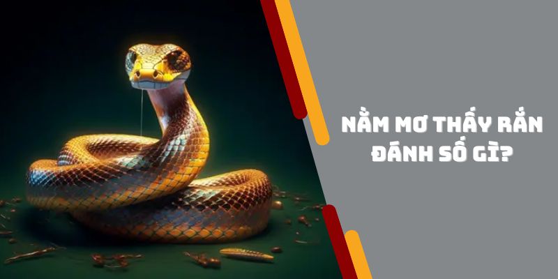 Lý giải ngủ mơ thấy rắn đánh số gì?