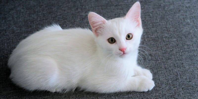 Mơ thấy mèo có trúng xổ số không?