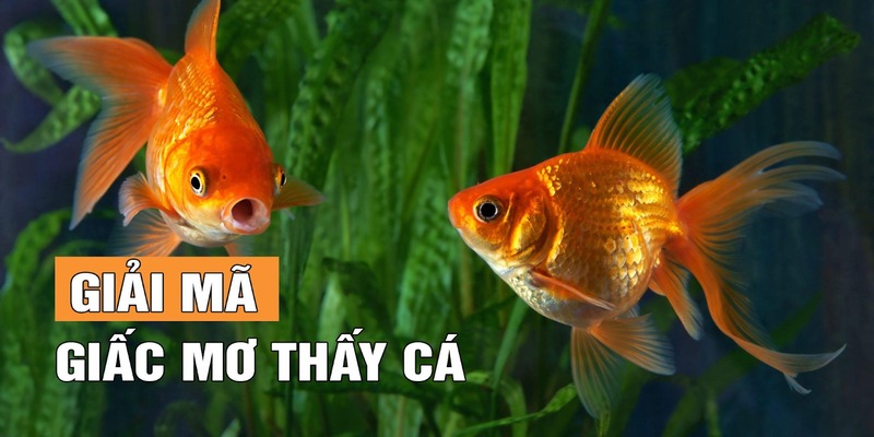 Ngủ mơ thấy cá đánh số mấy để luôn thắng?