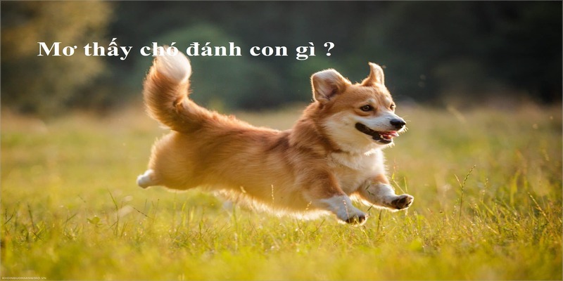 Ngủ mơ thấy chó đánh số mấy cho tân thủ