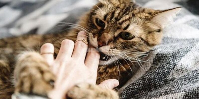 Ngủ mơ thấy mèo đánh số mấy?