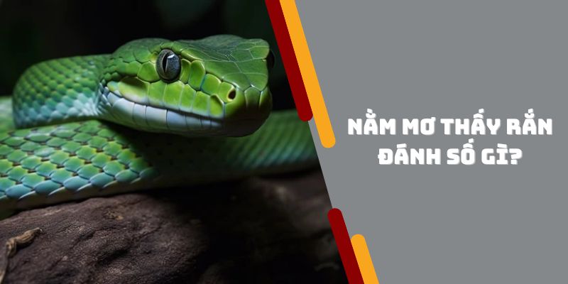 Nằm ngủ mơ thấy rắn đuổi đánh số gì?